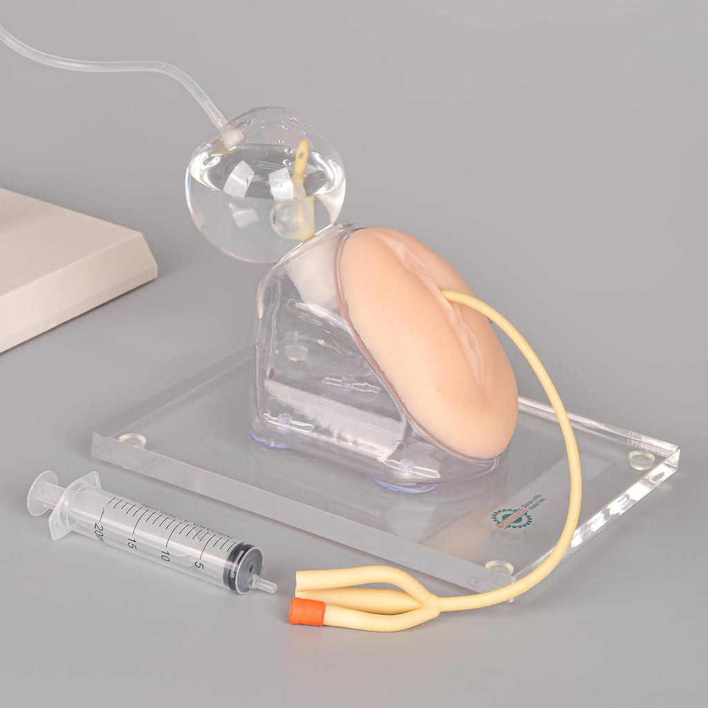 Female Urinary Catheterization Trainer, Urethral Catheterization Insertion Simulator, Urinary Catheter Anatomy Model for Nursing Skills Practice
