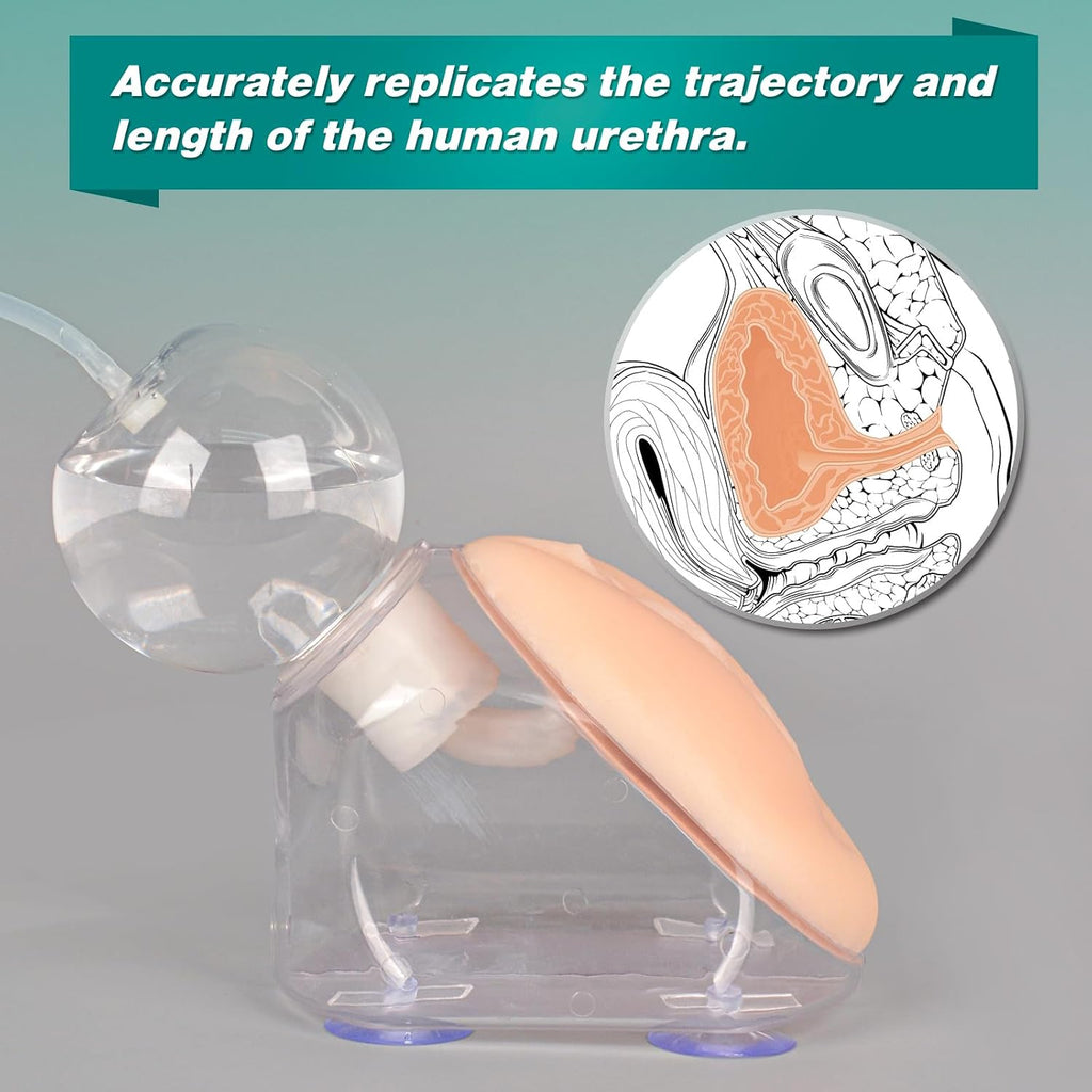 Female Urinary Catheterization Trainer, Urethral Catheterization Insertion Simulator, Urinary Catheter Anatomy Model for Nursing Skills Practice